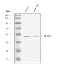 Anti-DP2/TFDP2 Antibody Picoband®