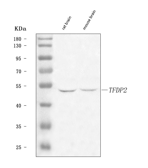 Anti-DP2/TFDP2 Antibody Picoband®