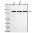 Anti-Integrin alpha-9/ITGA9 Antibody Picoband®
