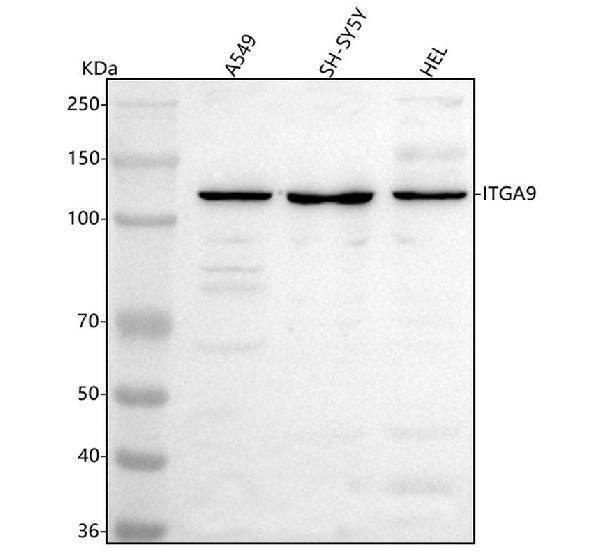 Anti-Integrin alpha-9/ITGA9 Antibody Picoband®