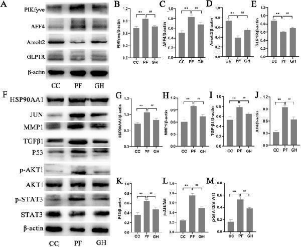 Anti-AMOTL2 Antibody Picoband®