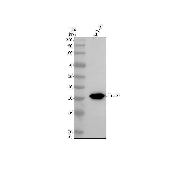 Anti-CXXC5 Antibody Picoband®