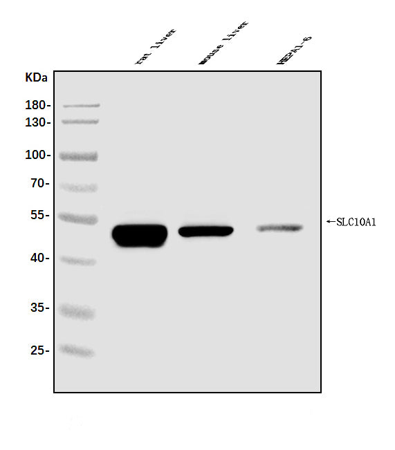 Anti-SLC10A1/NTCP1 Antibody Picoband®