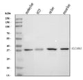 Anti-SLC10A1/NTCP1 Antibody Picoband®