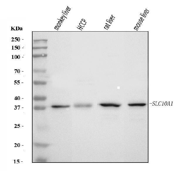 Anti-SLC10A1/NTCP1 Antibody Picoband®