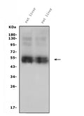 Anti-SLC10A1/NTCP1 Antibody Picoband®