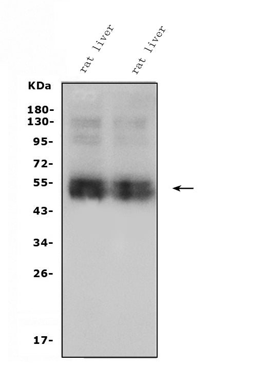 Anti-SLC10A1/NTCP1 Antibody Picoband®