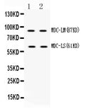 Anti-ADAM28 Antibody Picoband®