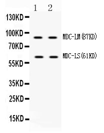 Anti-ADAM28 Antibody Picoband®