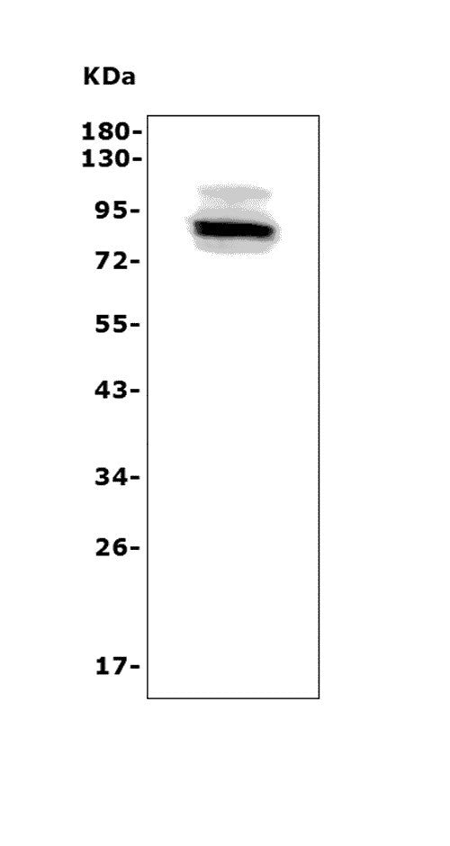 Anti-Adam28 Antibody Picoband®