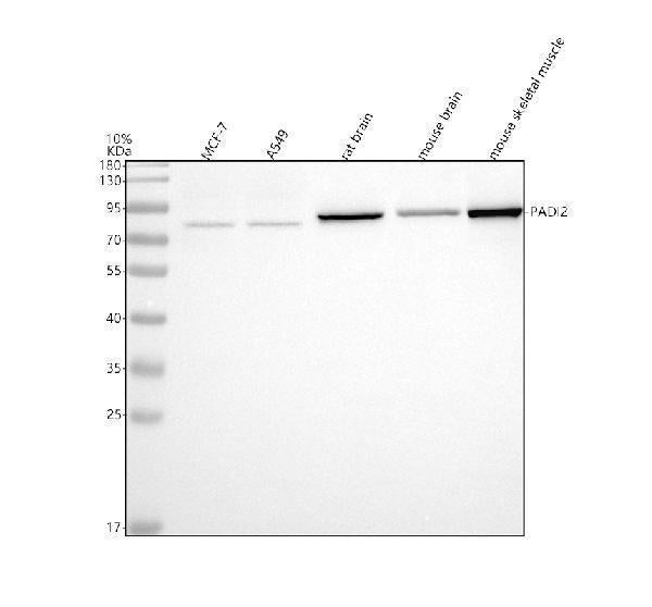 Anti-PADI2 Antibody Picoband®