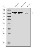 Anti-Dynamin 3/DNM3 Antibody Picoband®