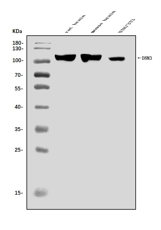 Anti-Dynamin 3/DNM3 Antibody Picoband®