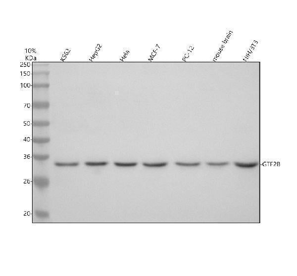 Anti-GTF2B Antibody Picoband®
