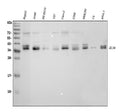 Anti-IL34 Antibody Picoband®