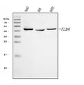 Anti-IL34 Antibody Picoband®