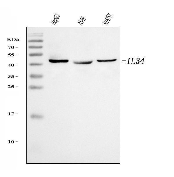Anti-IL34 Antibody Picoband®
