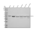 Anti-ENTPD5 Antibody Picoband®