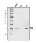 Anti-CFA/TBCA Antibody Picoband®