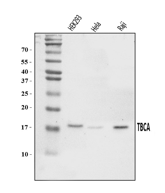Anti-CFA/TBCA Antibody Picoband®