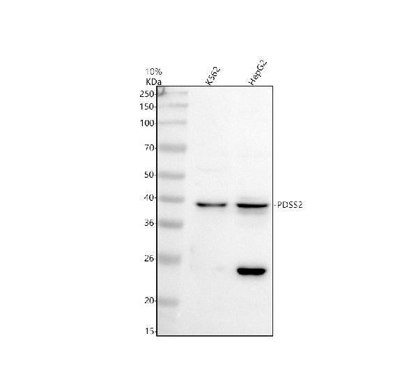 Anti-PDSS2 Antibody Picoband®