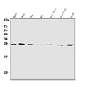 Anti-NT-4/NTF4 Antibody Picoband®