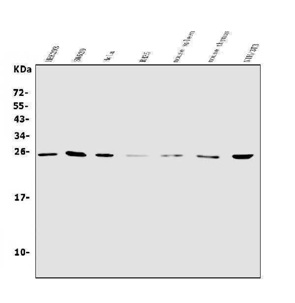 Anti-NT-4/NTF4 Antibody Picoband®