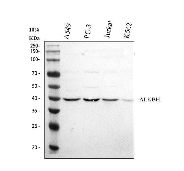 Anti-ALKBH1 Antibody Picoband®