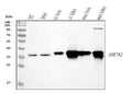 Anti-AKR7A2 Picoband® Antibody