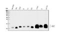 Anti-GNG2 Antibody Picoband®