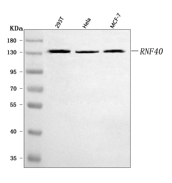 Anti-RNF40 Antibody Picoband®