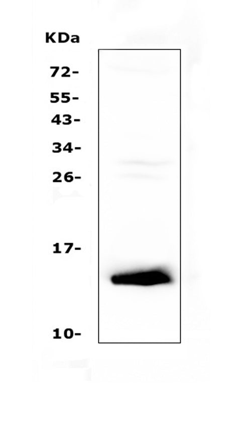 Anti-TFF2 Antibody Picoband®