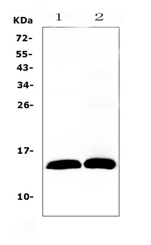 Anti-TFF2 Antibody Picoband®