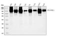 Anti-FOXK1/MNF Picoband® Antibody