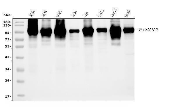Anti-FOXK1/MNF Picoband® Antibody