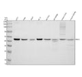 Anti-PELO Antibody Picoband®