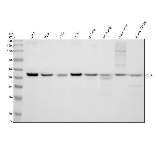 Anti-PELO Antibody Picoband®