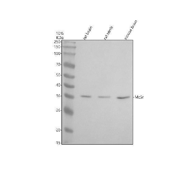 Anti-MC5R Antibody Picoband®