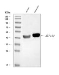 Anti-ATP1B2 Antibody Picoband®