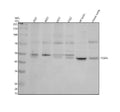 Anti-PCGF6 Antibody Picoband®