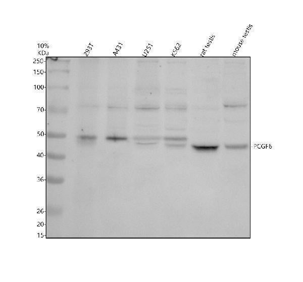 Anti-PCGF6 Antibody Picoband®