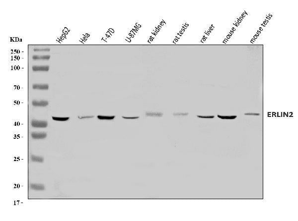 Anti-Erlin-2/ERLIN2 Antibody Picoband®