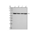 Anti-NTN4 Antibody Picoband®