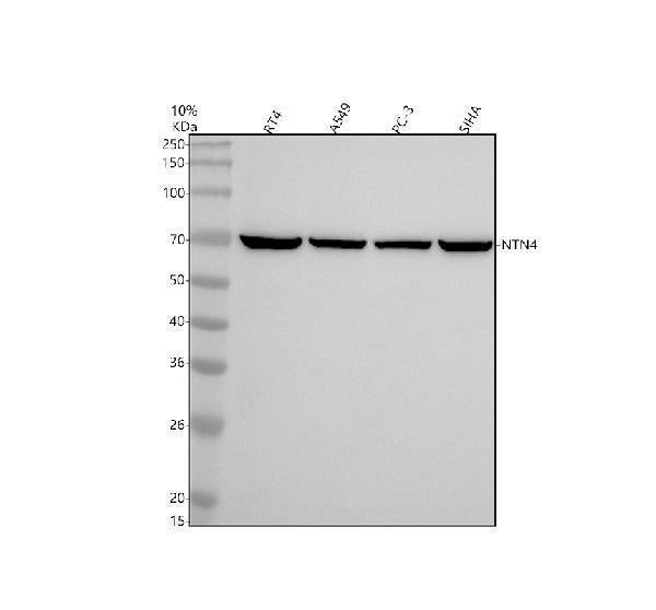 Anti-NTN4 Antibody Picoband®