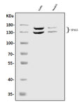 Anti-Astrin/Deepest/SPAG5 Antibody Picoband®