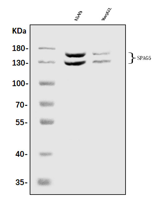 Anti-Astrin/Deepest/SPAG5 Antibody Picoband®