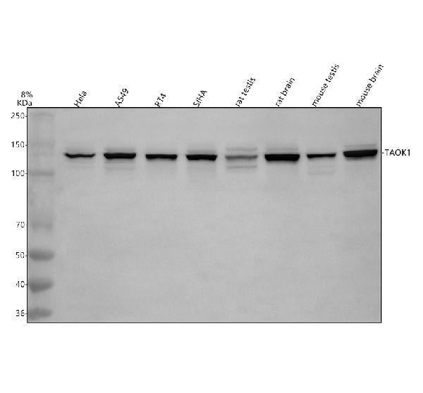 Anti-TAOK1 Antibody Picoband®