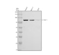 Anti-SLC6A12 Antibody Picoband®