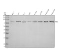 Anti-MID2 Antibody Picoband®