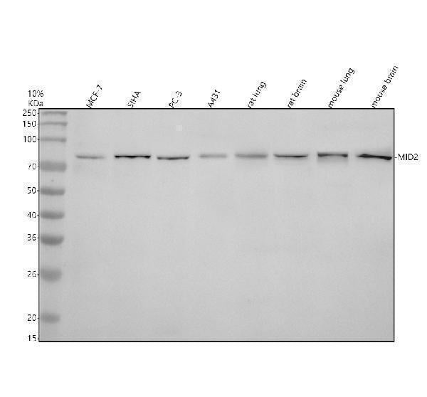Anti-MID2 Antibody Picoband®